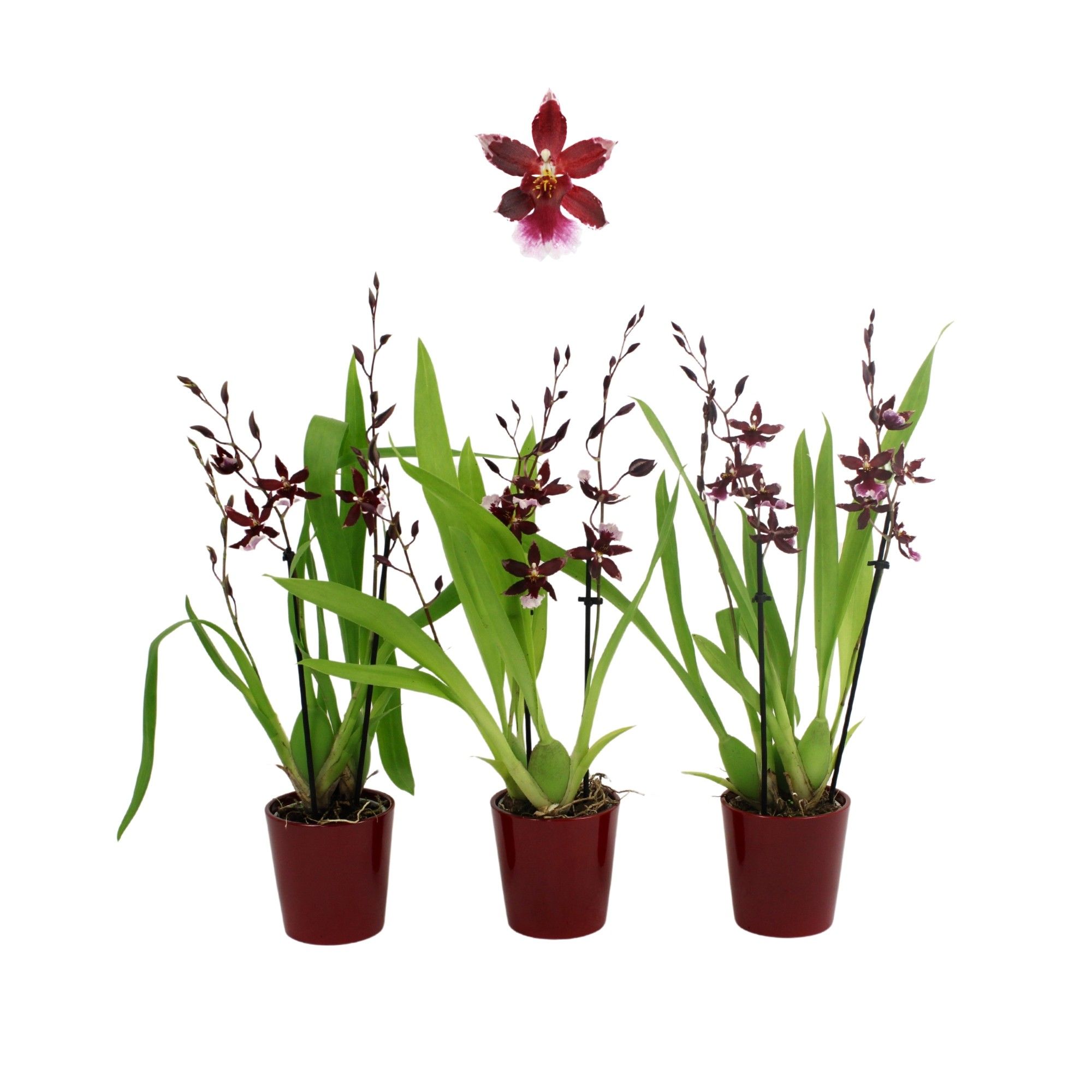 Inca Cambria Barrocco Red 3+ spike 9cm in Red ceramic, D 9