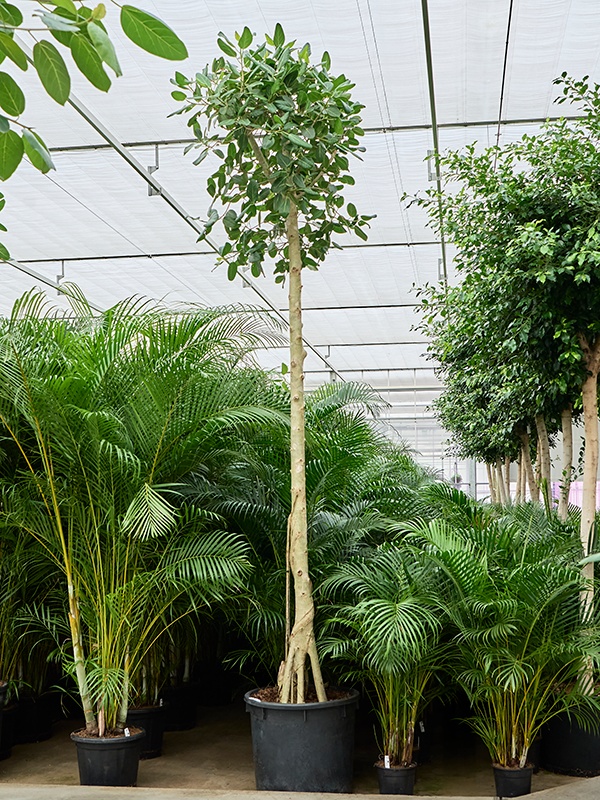 Ficus benghalensis 'Audrey', D 70