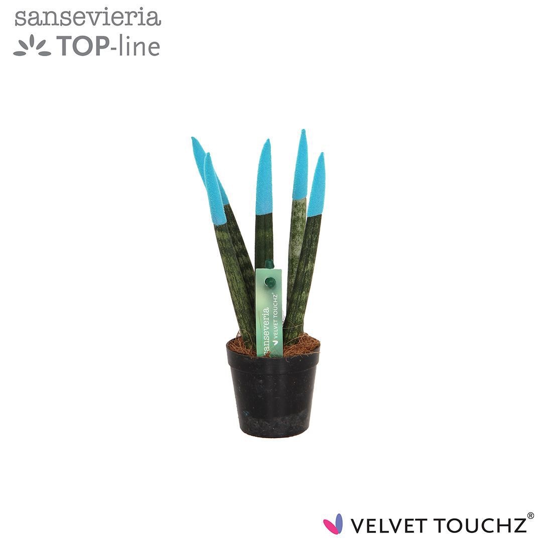 Sansevieria VELVET TOUCHZ® Aqua, D 6