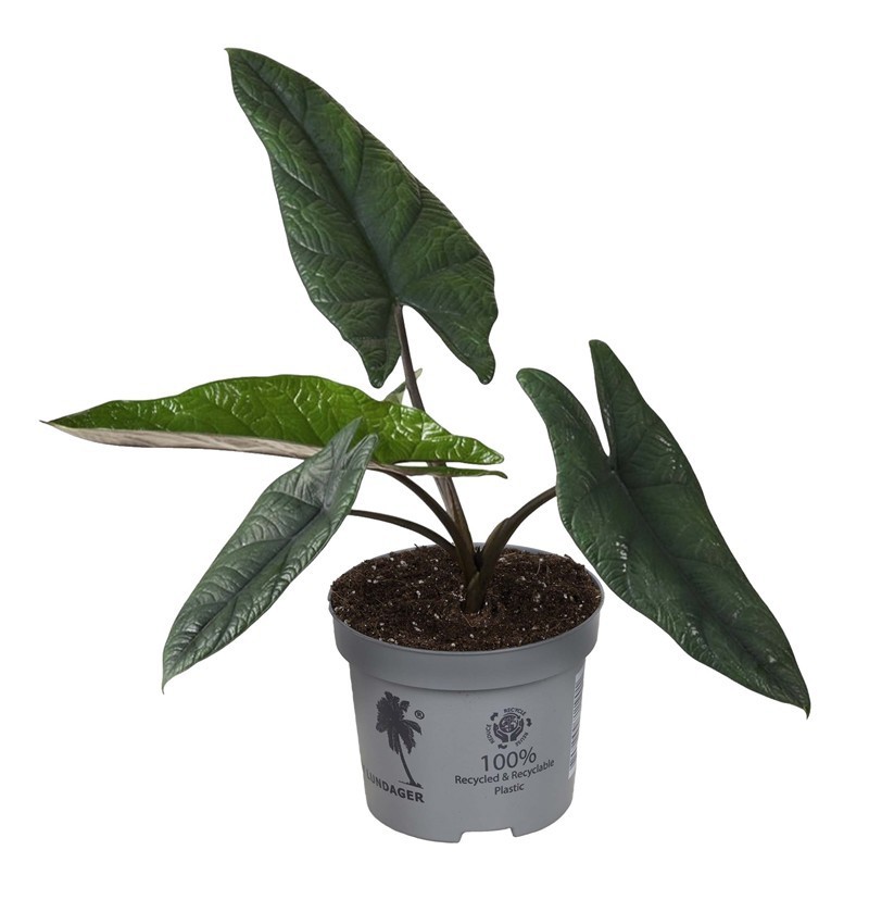 ALOCASIA 'Scalprum', D 12