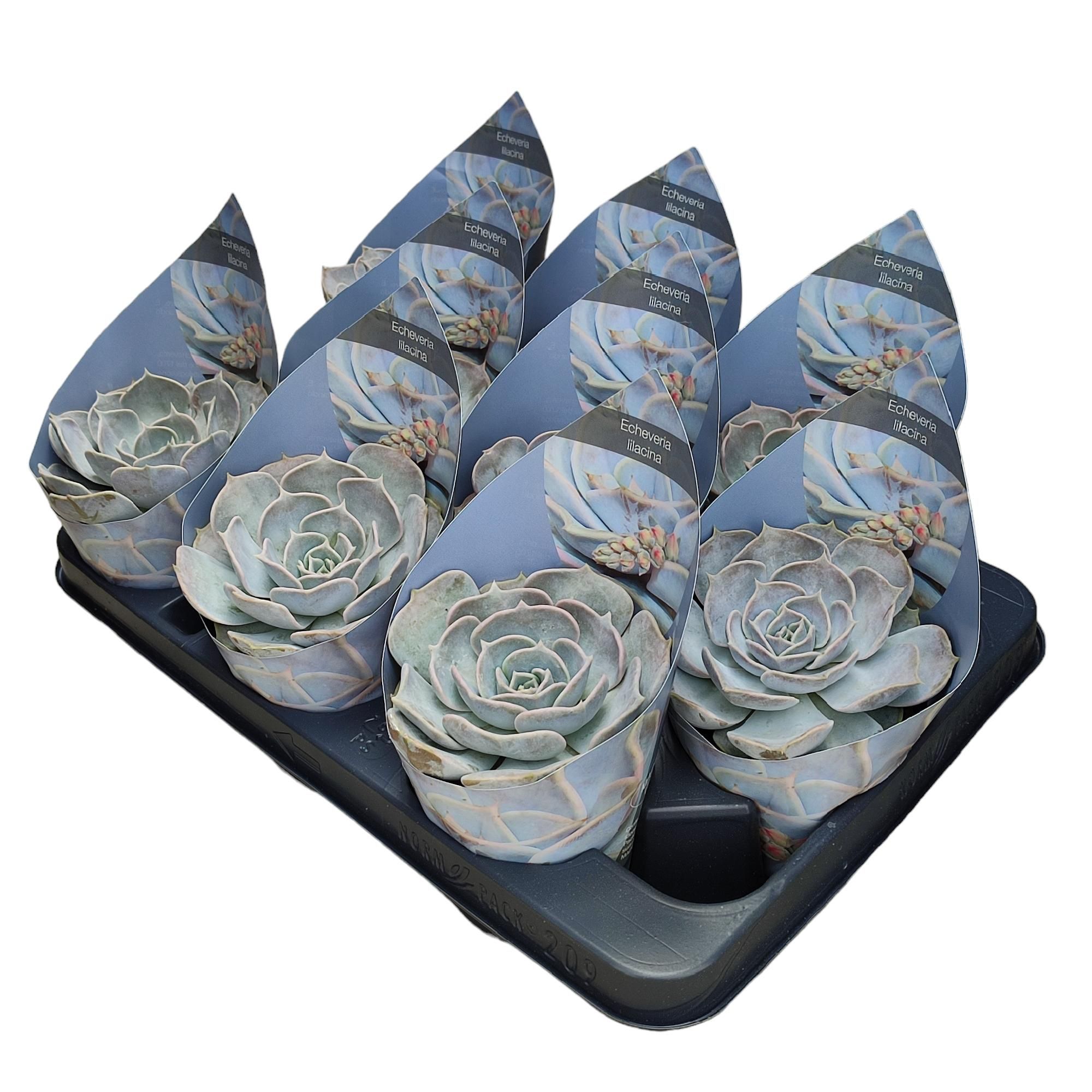 ECHEVERIA LILACINA - POT Ø 10,5 WITH POTCOVER (SUCCULENTEN), D 10,5