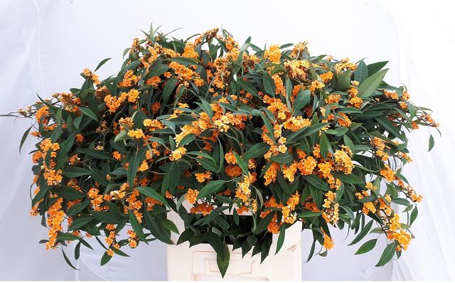 Эуфорбия куст. Санстрим 80, шт.