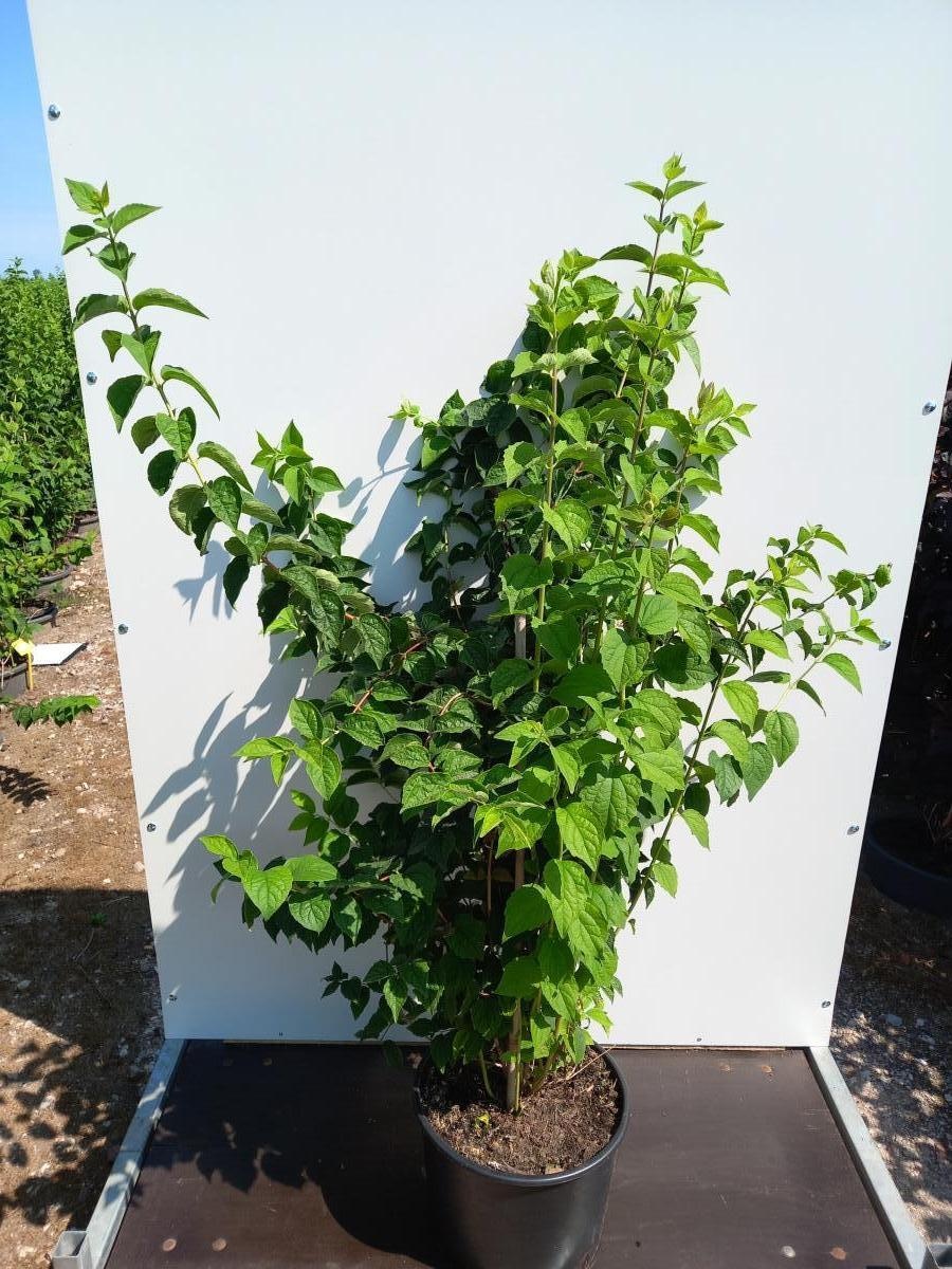 Philadelphus 'Virginal', D 40