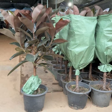 Лоллипоп Фикус эластика 28 110/120 28 110