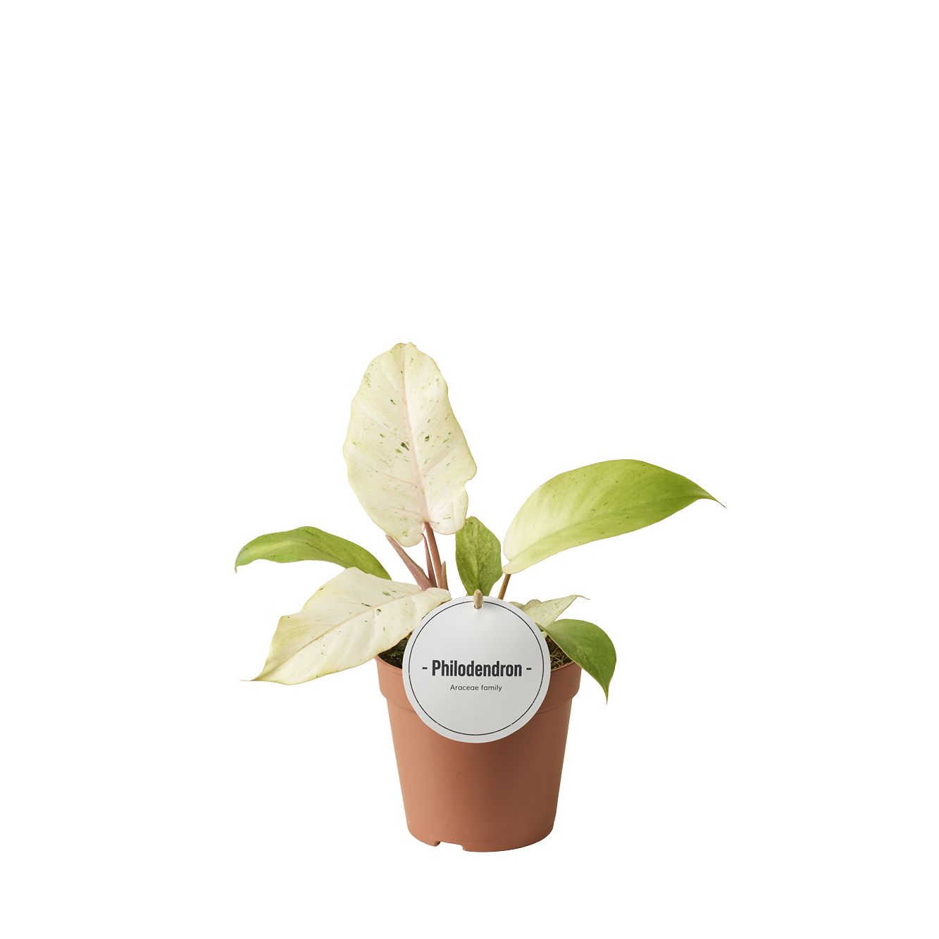 Philodendron Snowdrift, D 12 cm