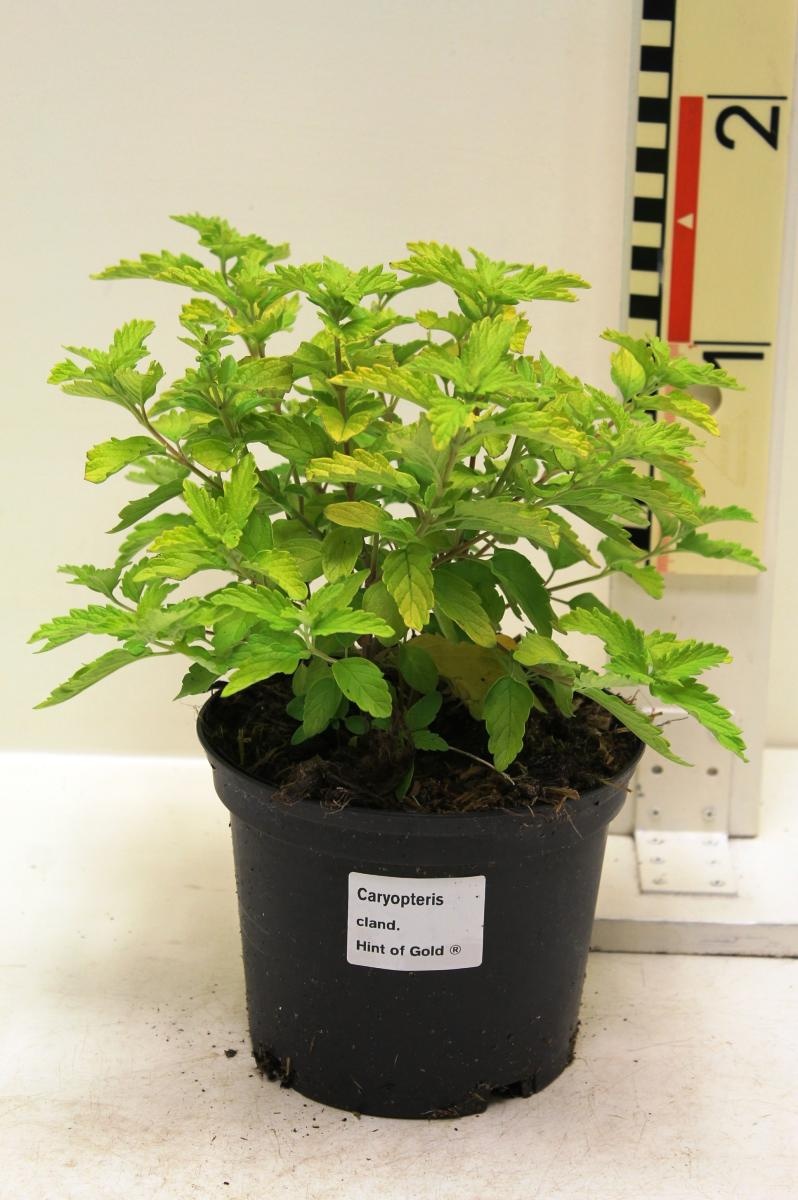 Caryopteris cland. 'Lisaura', D 17