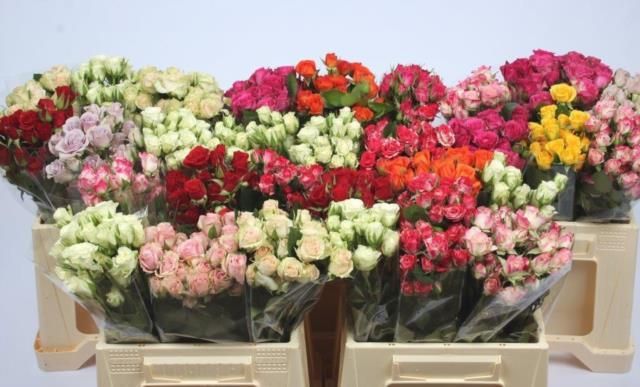 Роза куст. Микс в баке 40, шт.