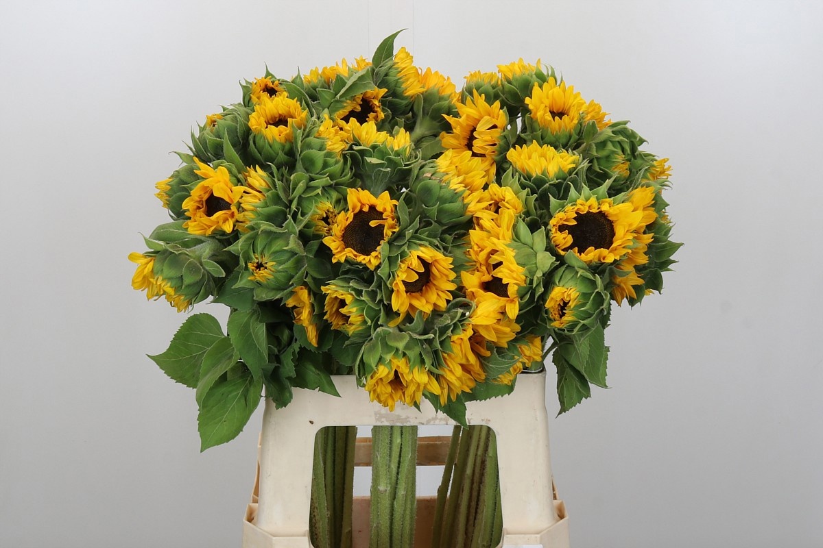 Гелиантус Оранж Фае 60, шт.