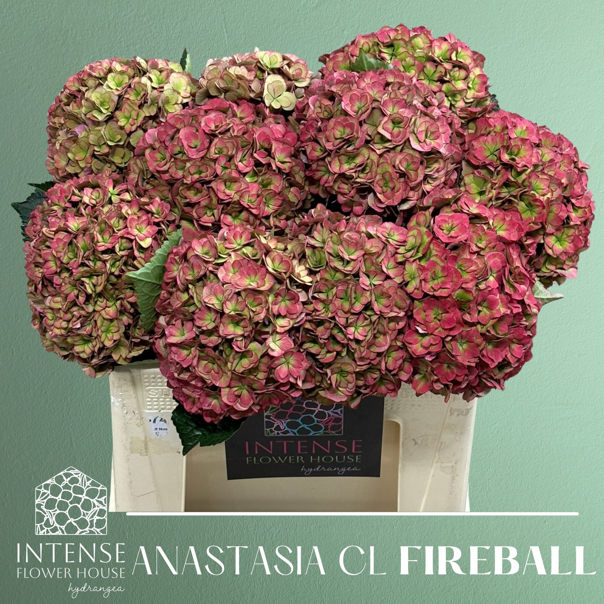 Гортензия Роял Анастасия Классик 50, шт.