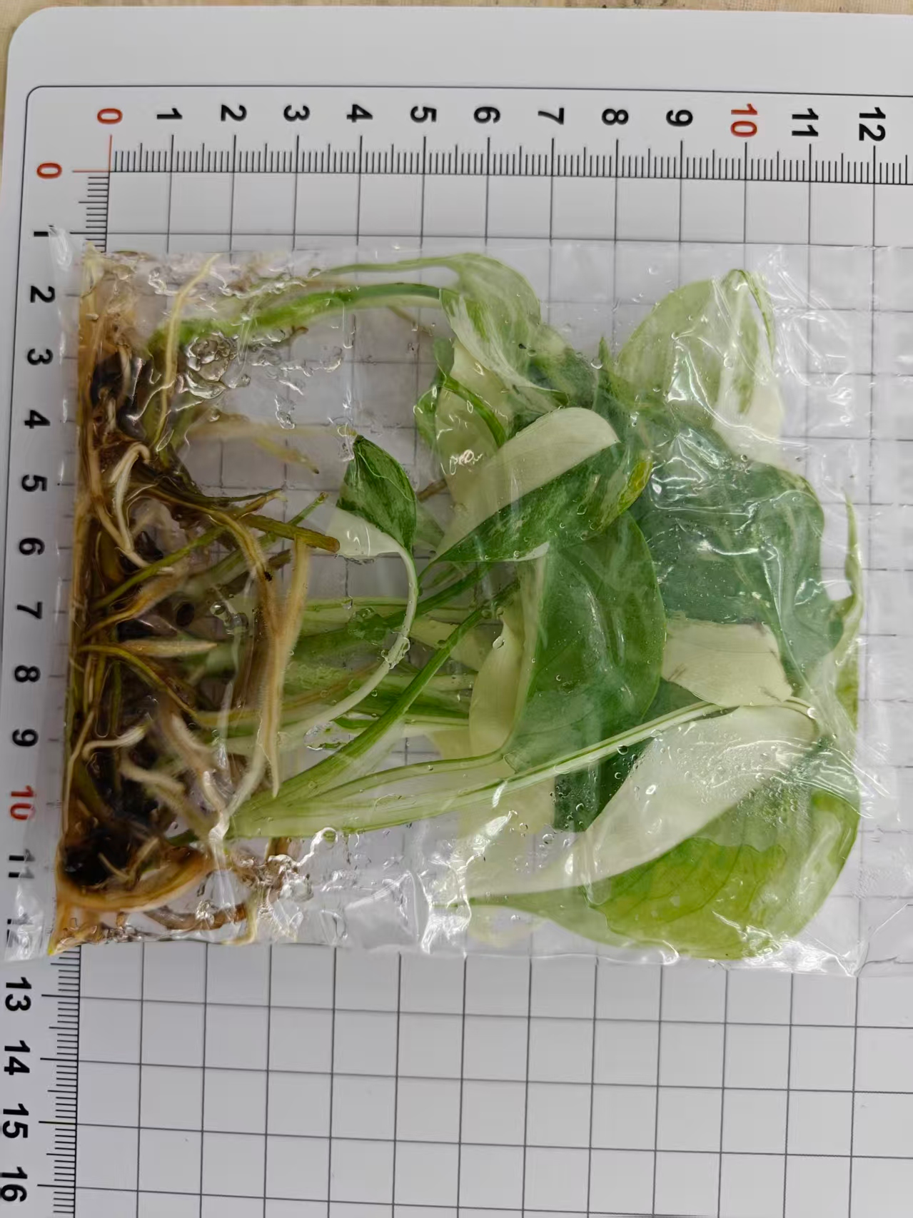 Монстера Вайт тертел 10