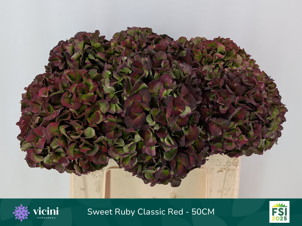 Гортензия Мэджикал Свит Руби Классик 50, шт.
