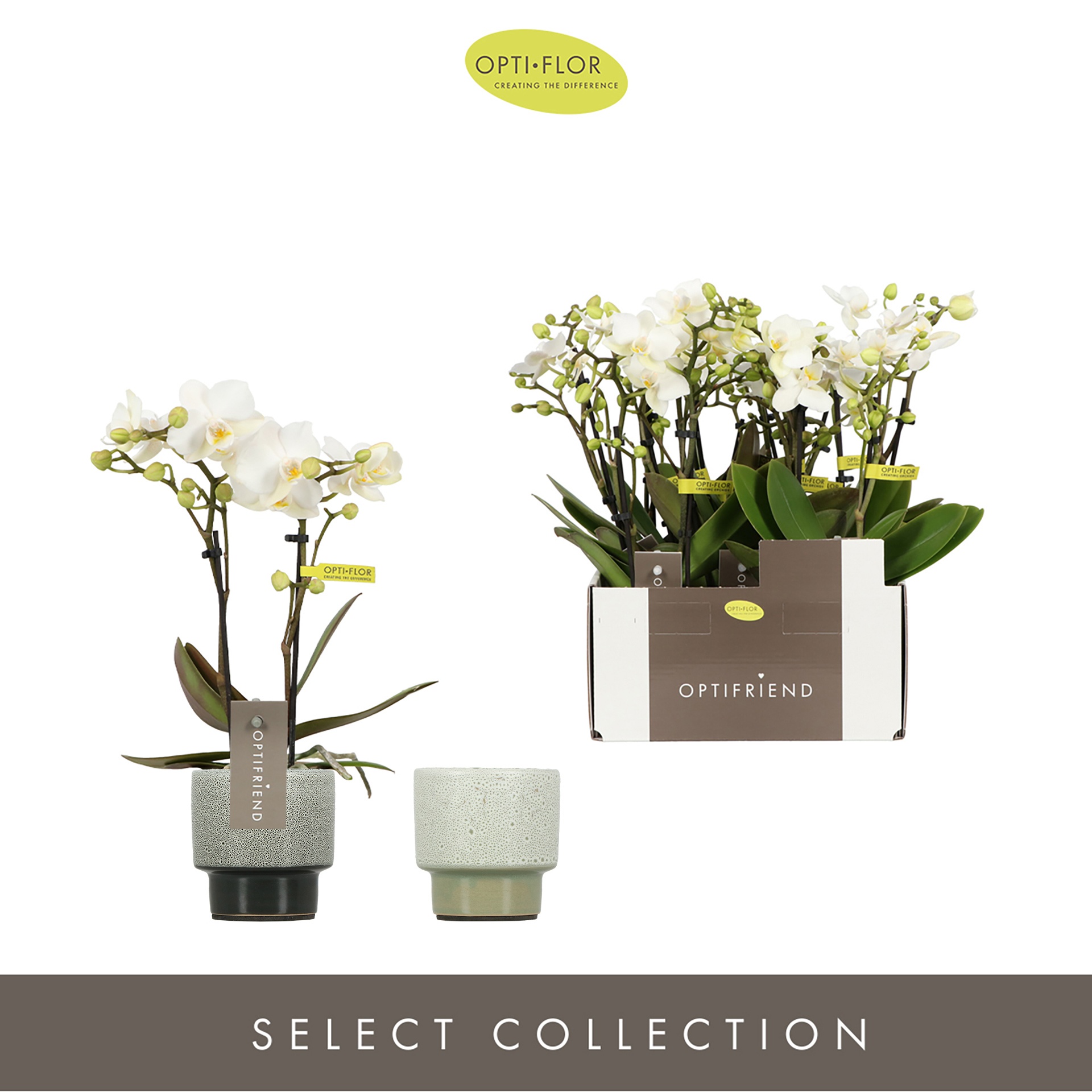 Optifriend White in 2 spike in Chianti Mix, D 7 cm