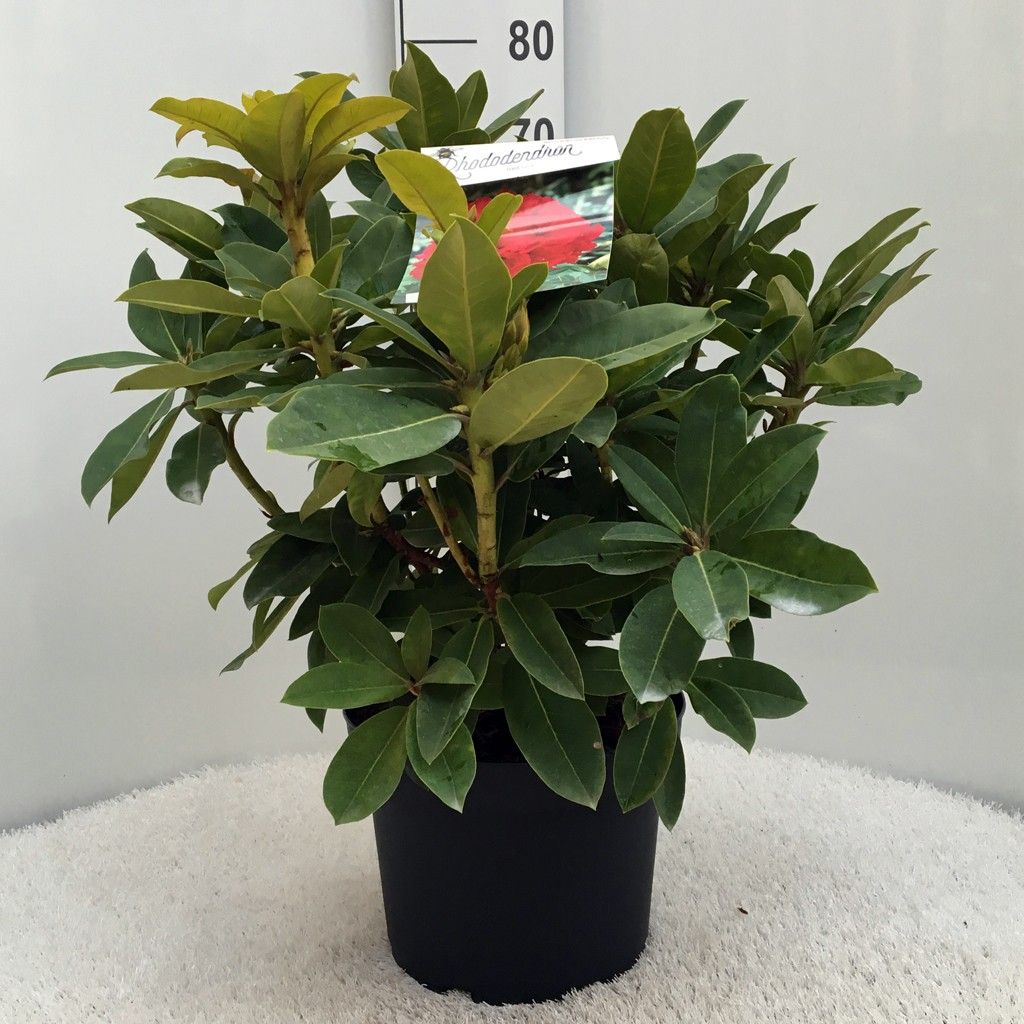 Rhodo. 'Red Jack' red, D 29