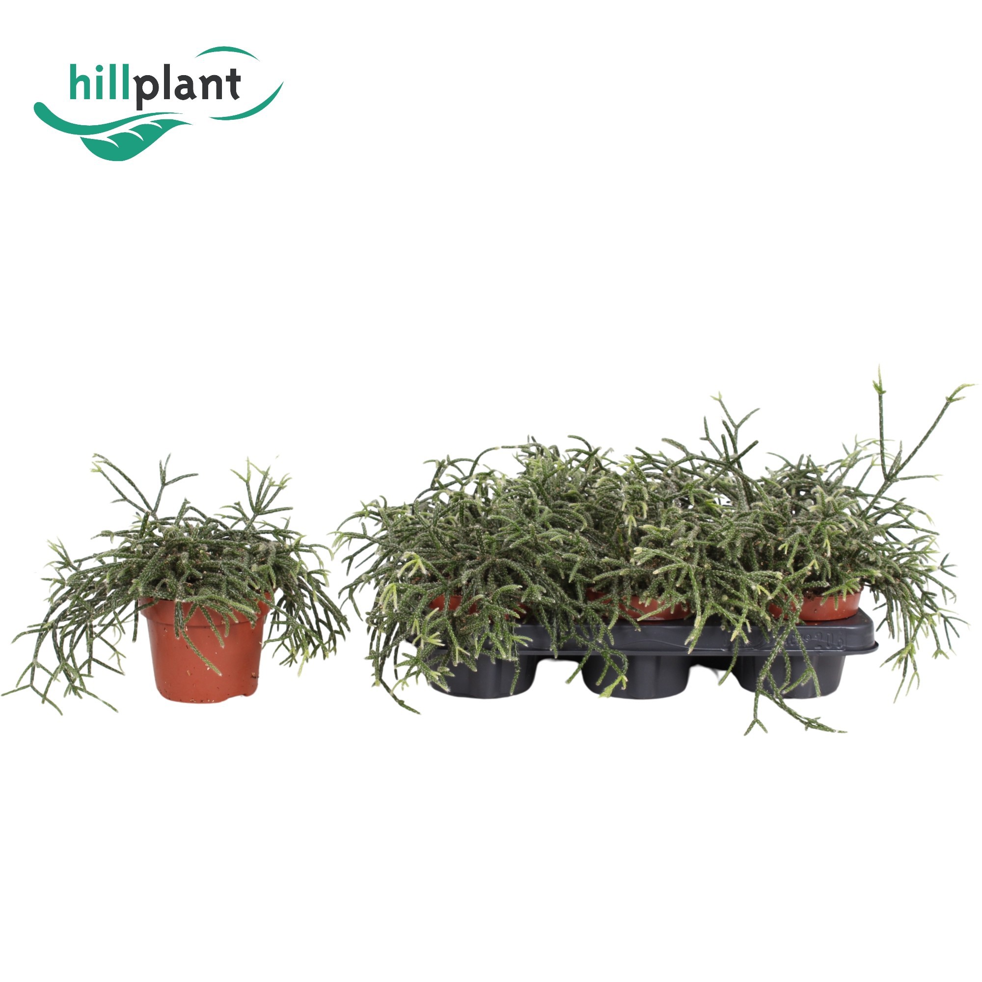 Rhipsalis pilocarpa 12 cm PROMO, D 12