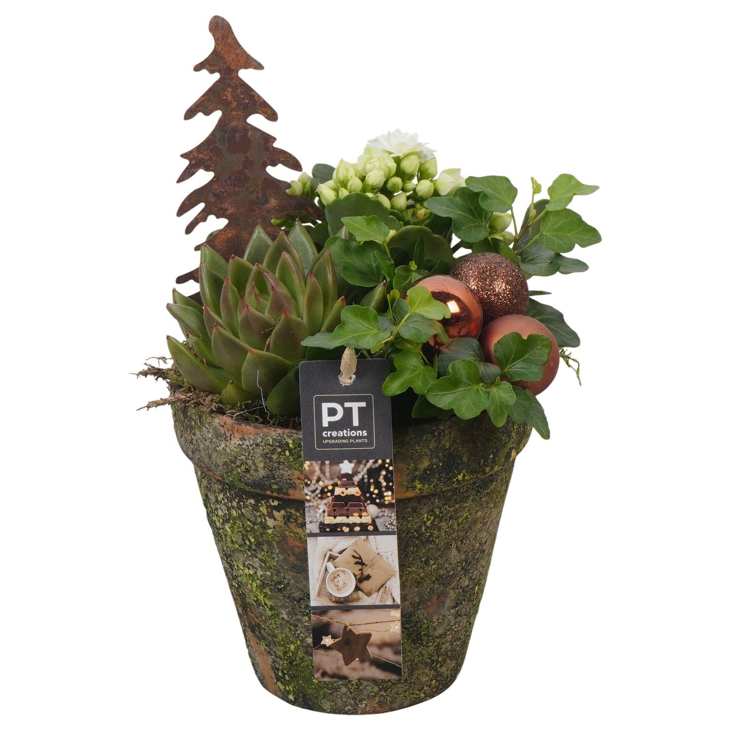 PTCHB9779 Arrangement Christmas Bronze in terracotta pot, D 13 cm