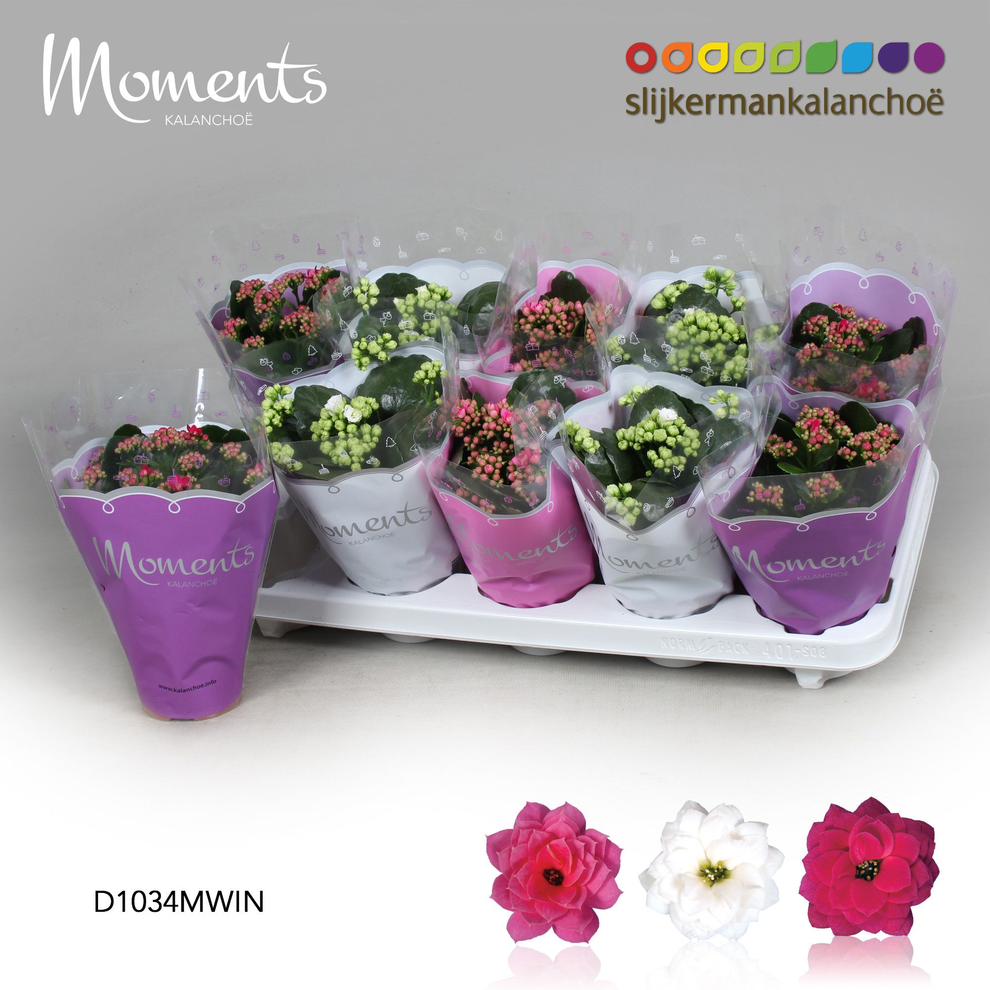 Kalanchoe Moments - Winter Moments, D 10,5 cm Kalanchoe Moments - Winter Moments, D 10,5 cm