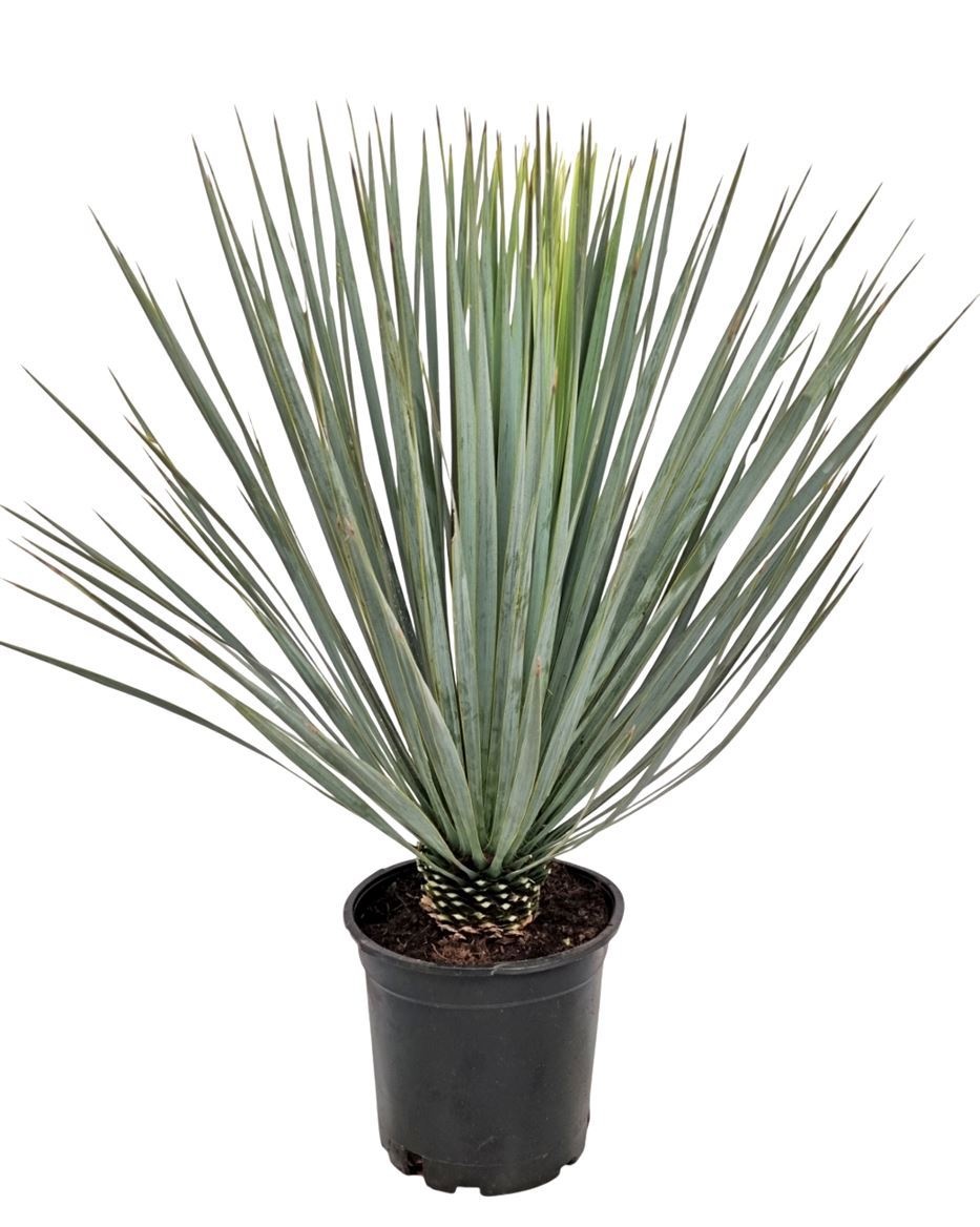 Yucca Rostrata, D 24