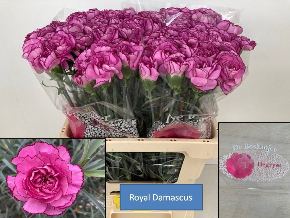 Диантус од. Роял Дамаскус, шт.