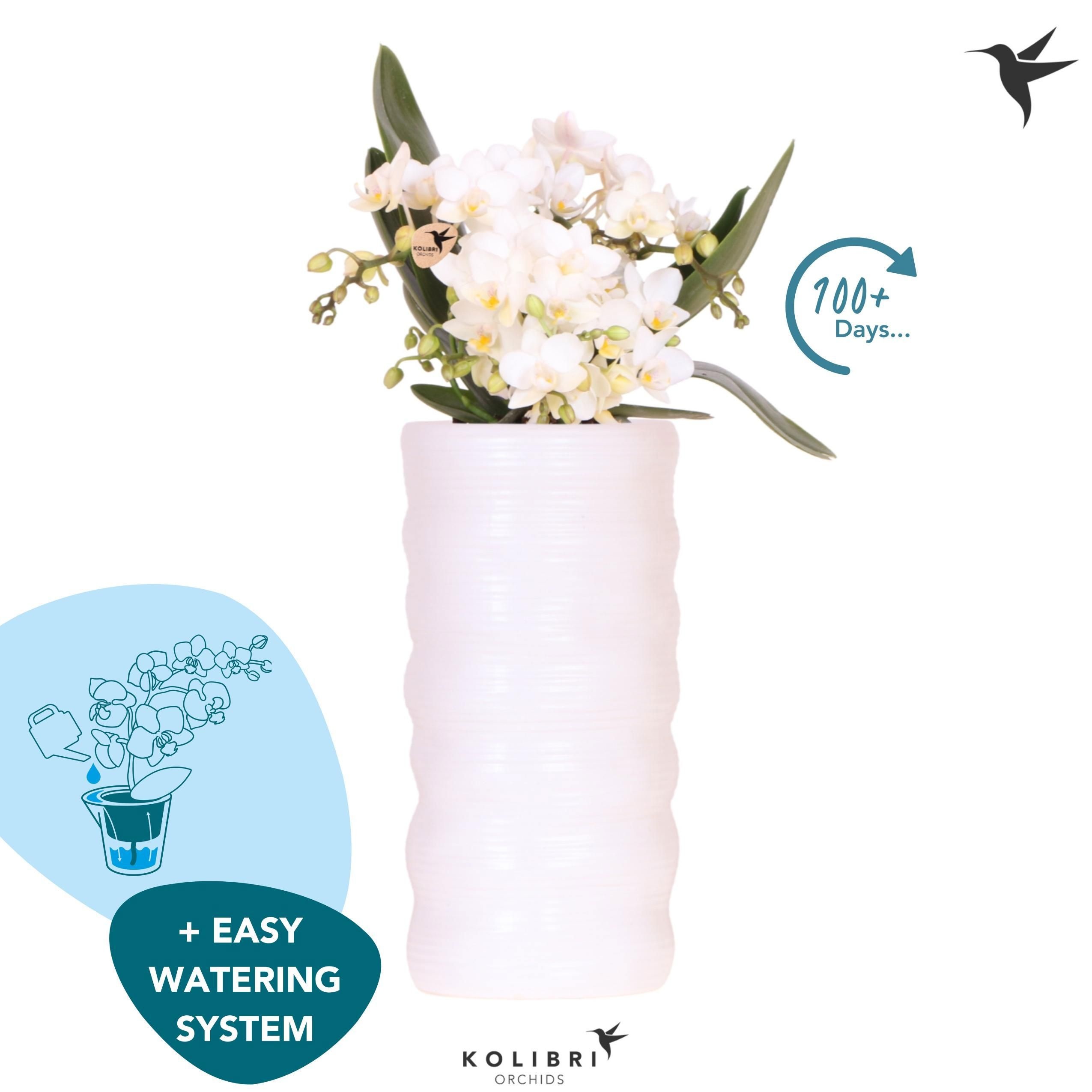 Kolibri Orchids Phalaenopsis Nazare 4 spike in Como fall pot easy watering system, D 9