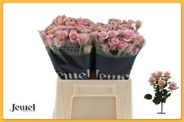 Роза куст. Лейла 40, шт.