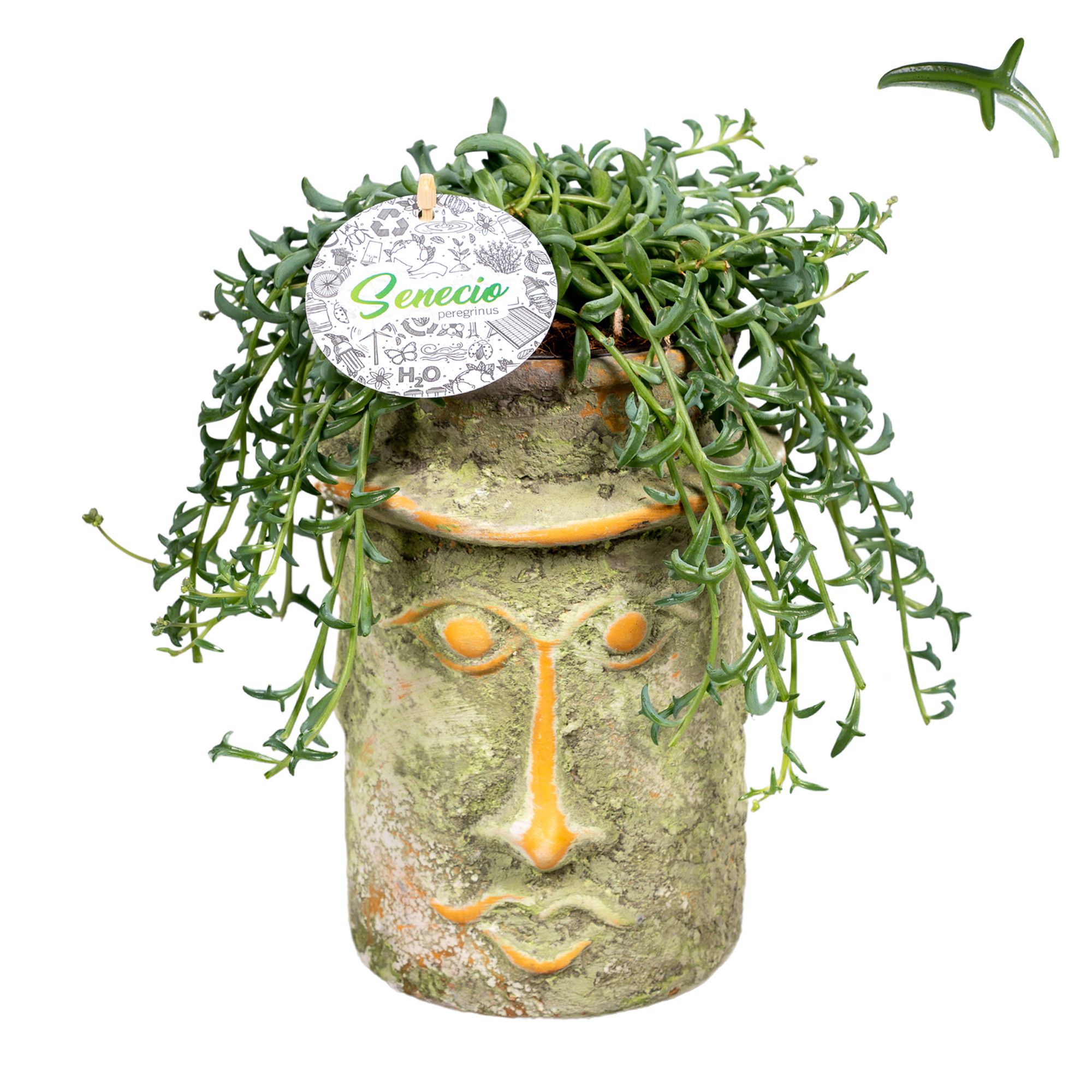 Senecio Peregrinus in Mayahoofd Keramiek, D 15