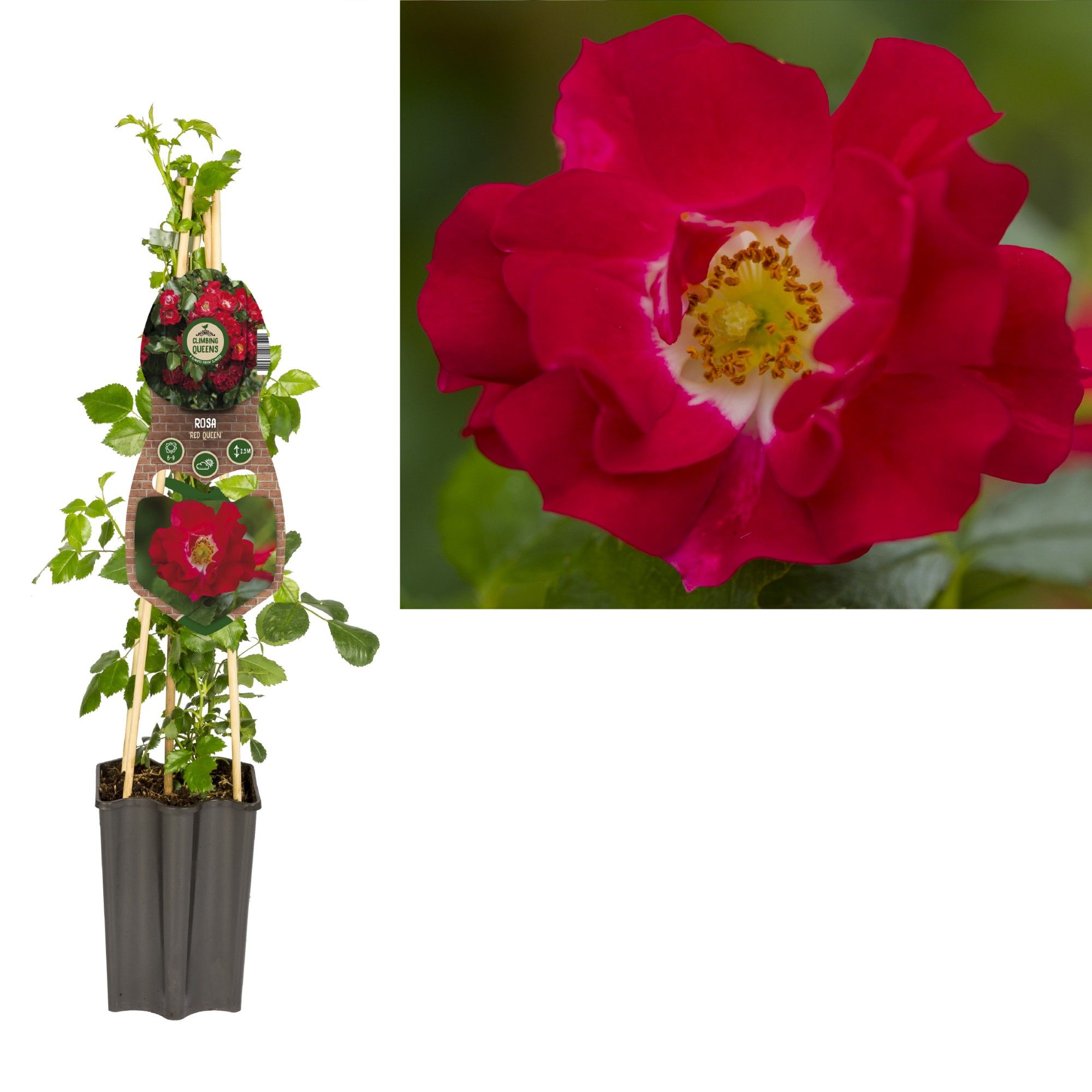 Rosa 'Red Queen' +3.0 label, D 15 cm