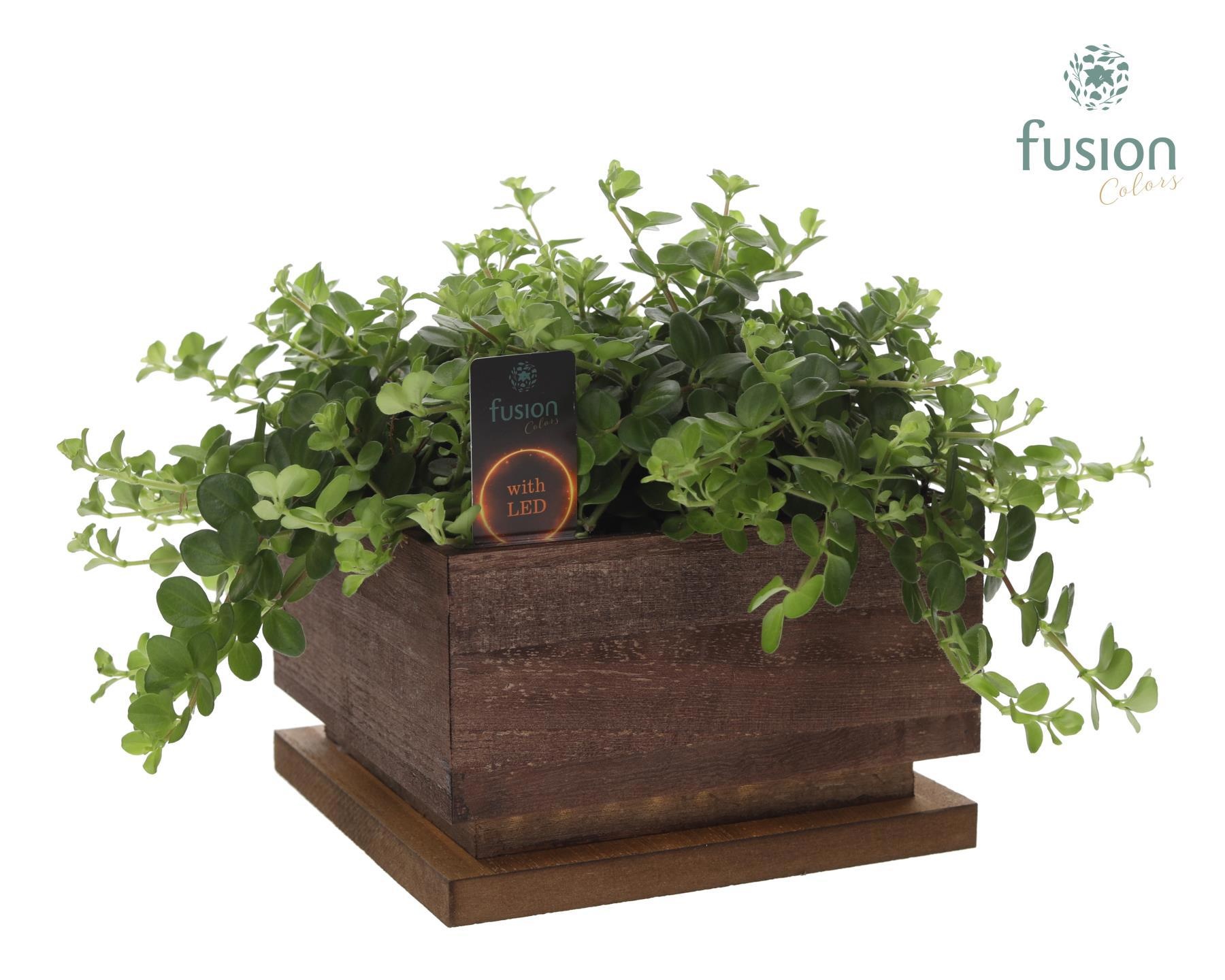 The Lighting Garden LED Large bruin vierkant met arrangement, D 19