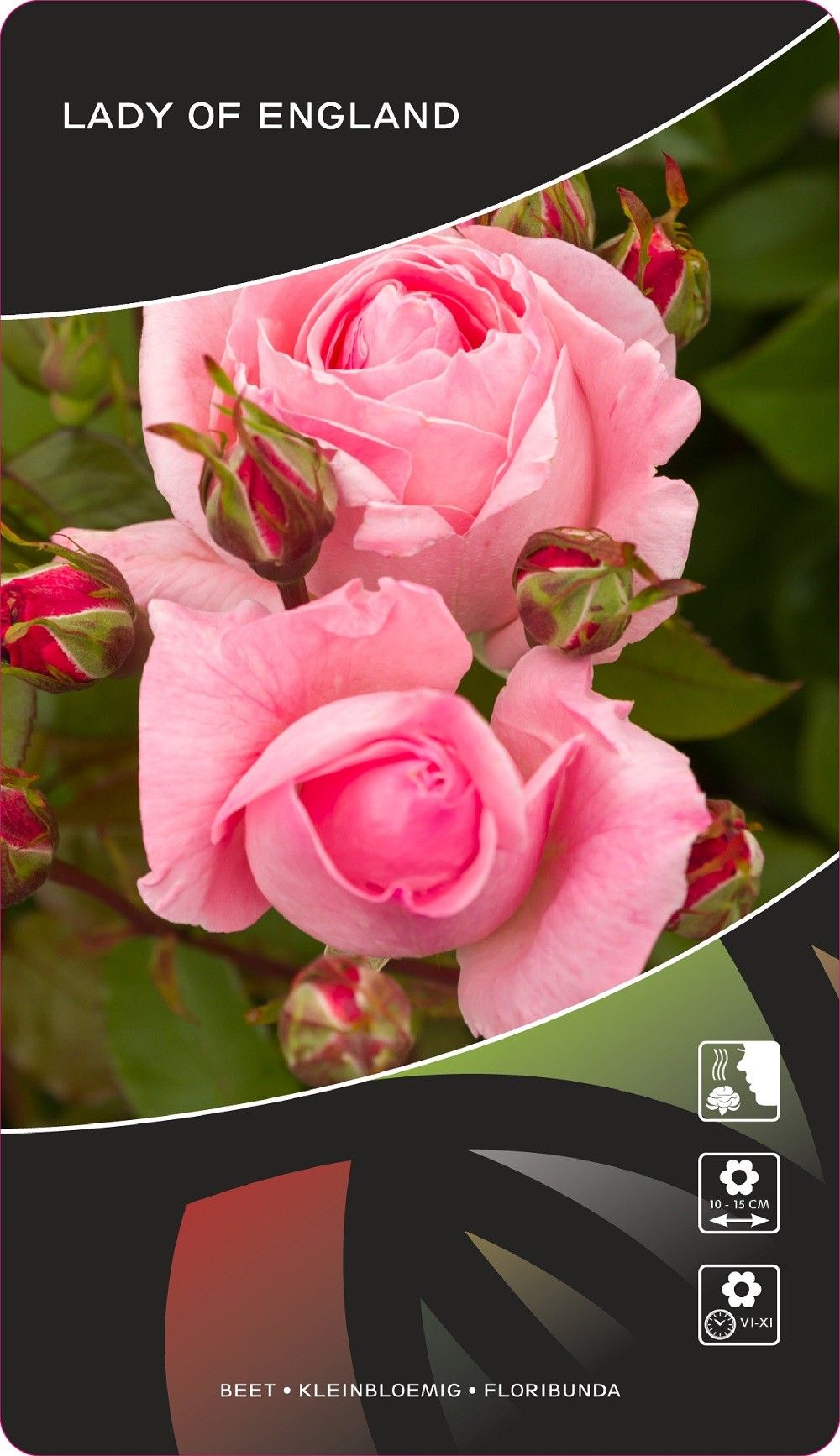 Rosa (TH) Lady of England, D 17