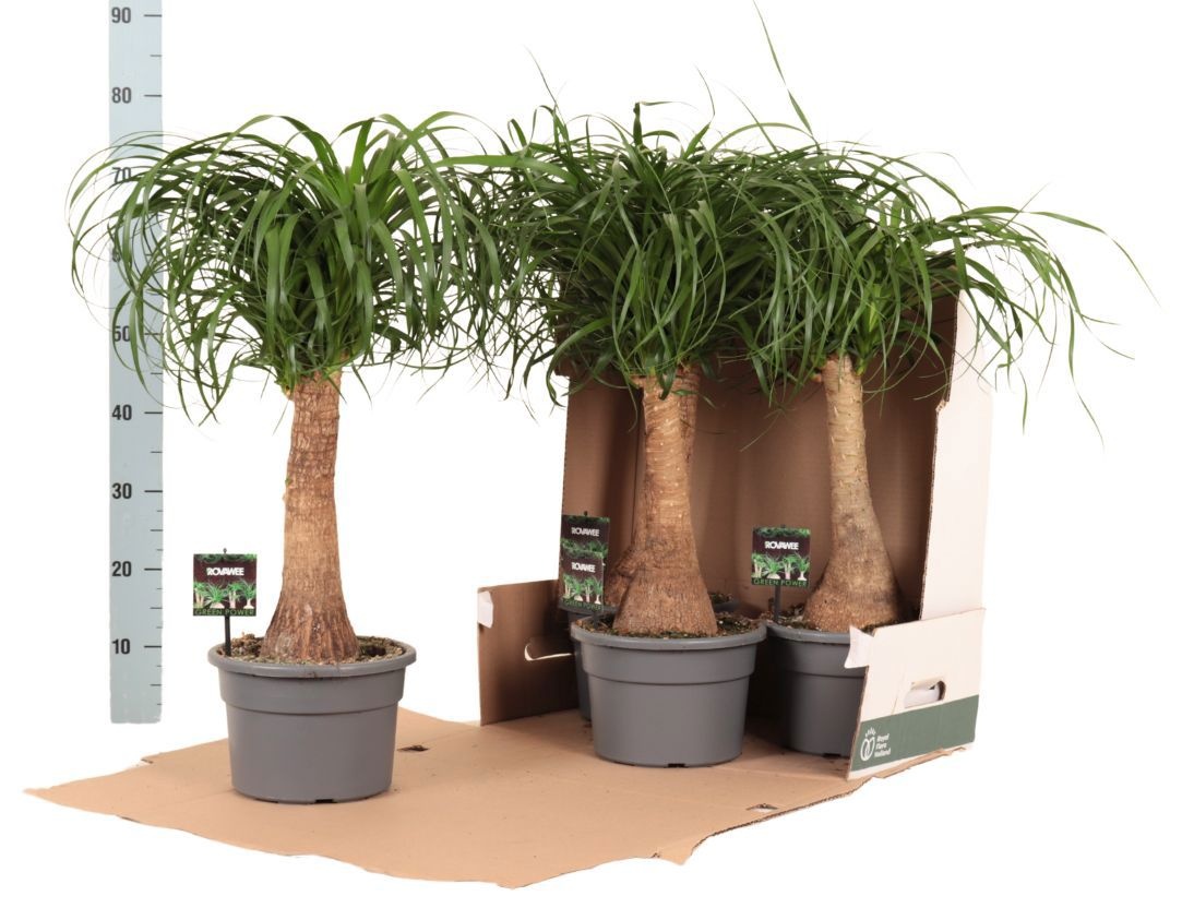 Beaucarnea rec. rechte stam in fust 352, D 23