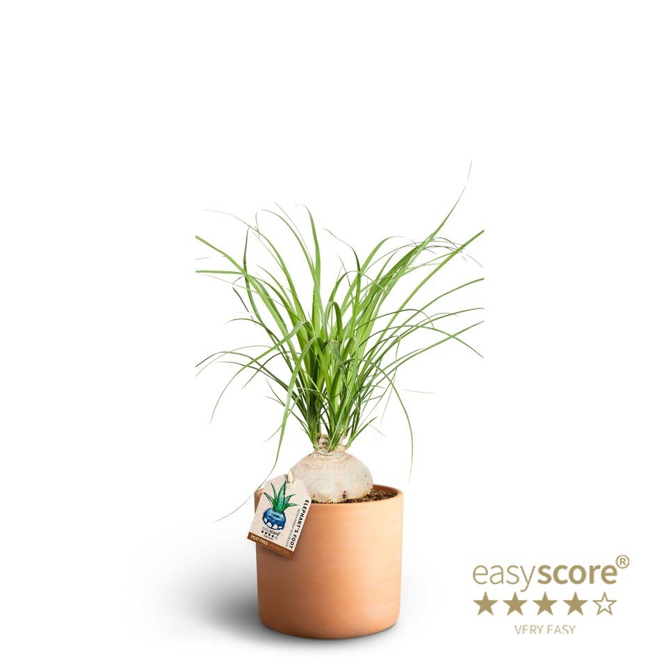 Raw Terracotta, Beaucarnea, D 19