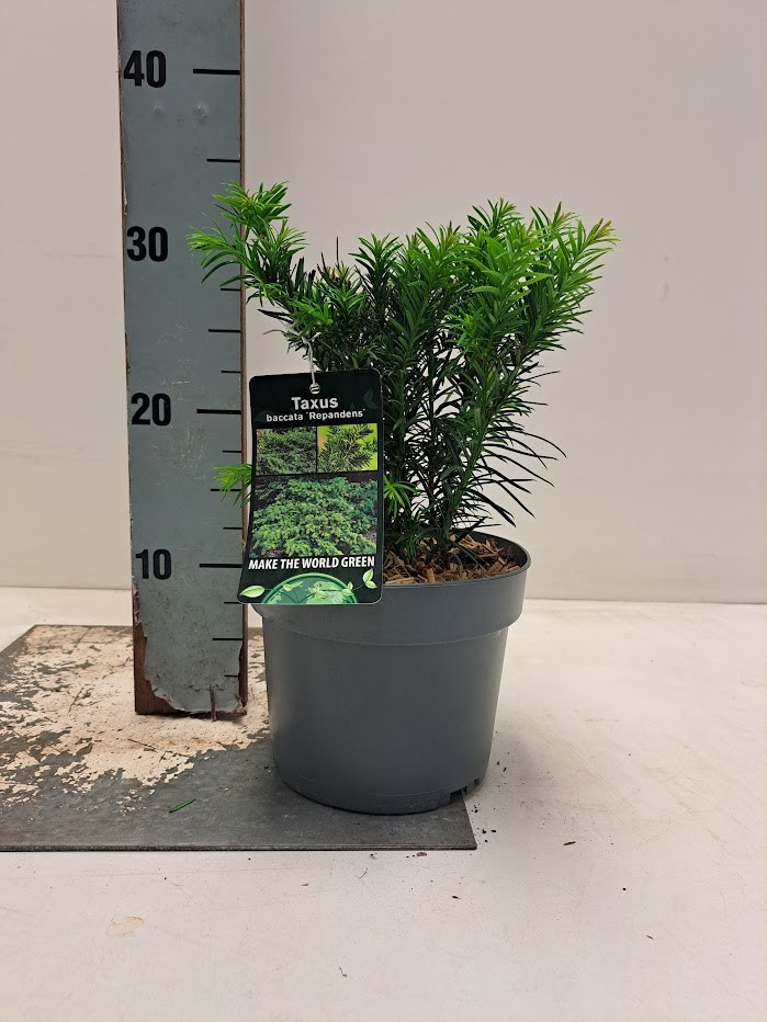 Taxus baccata 'Repandens' - C2, D 17