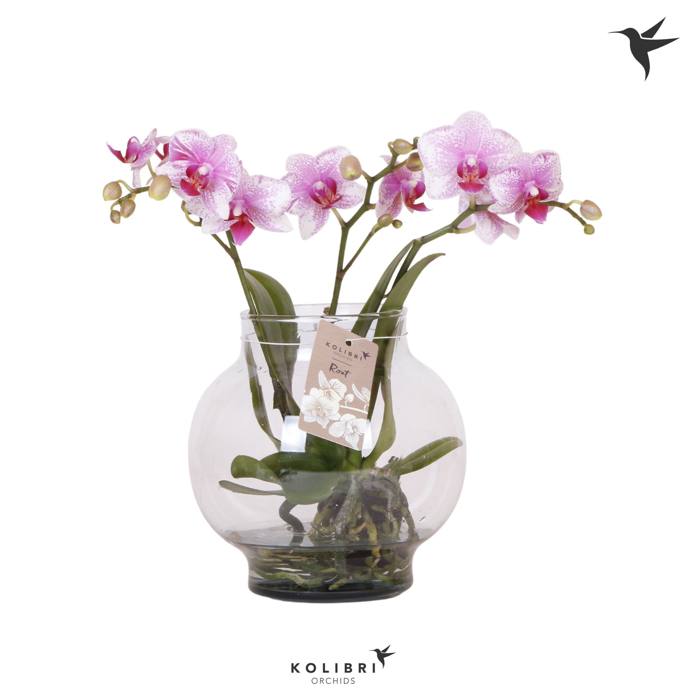 Kolibri Orchids Phalaenopsis Roots pink in glas bowl transparant, D 16