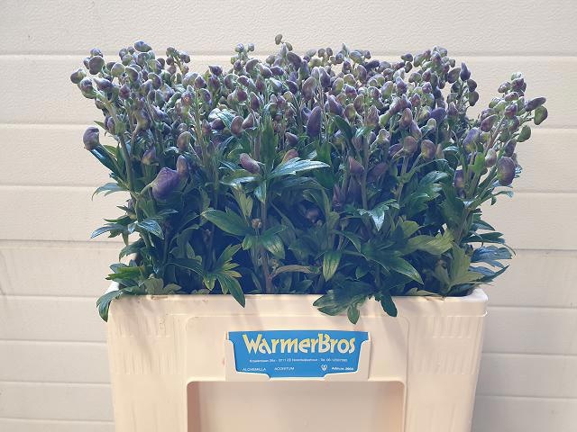 Аконитум Арендси 55, шт.