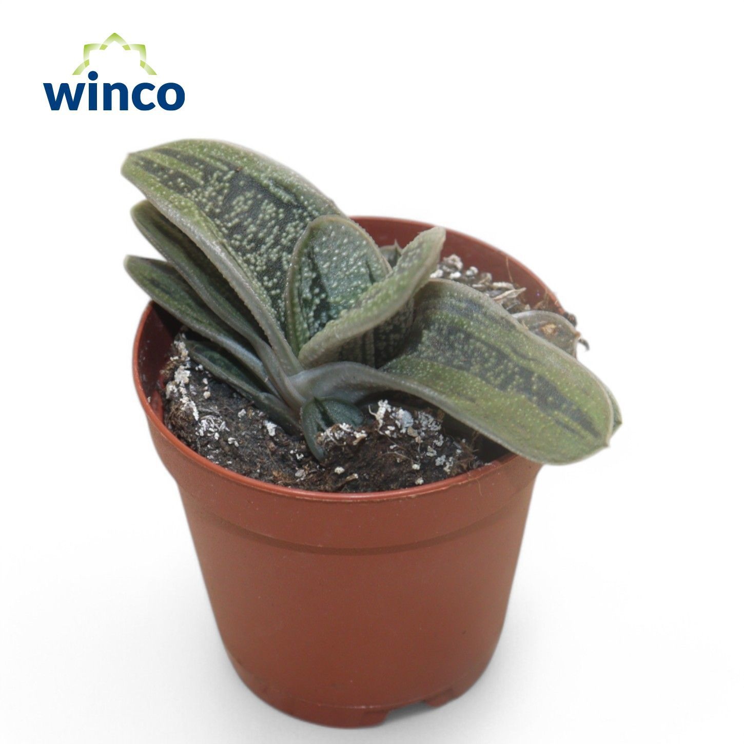 Gasteria Little Warthii, D 5,5