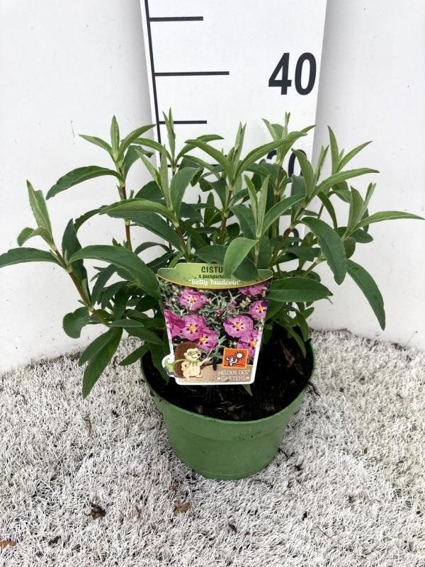Cistus x purpureus 'Betty Taudevin', pink, D 19