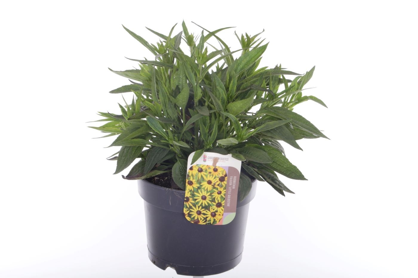 Rudbeckia fulgida Sun Ka Ching, D 17