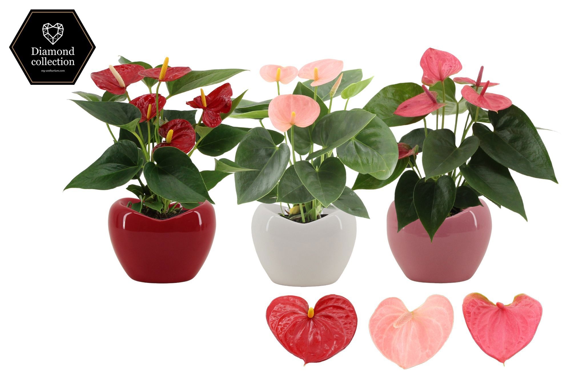 Anthurium 9 cm 3 color mix in Paris ceramics, D 9