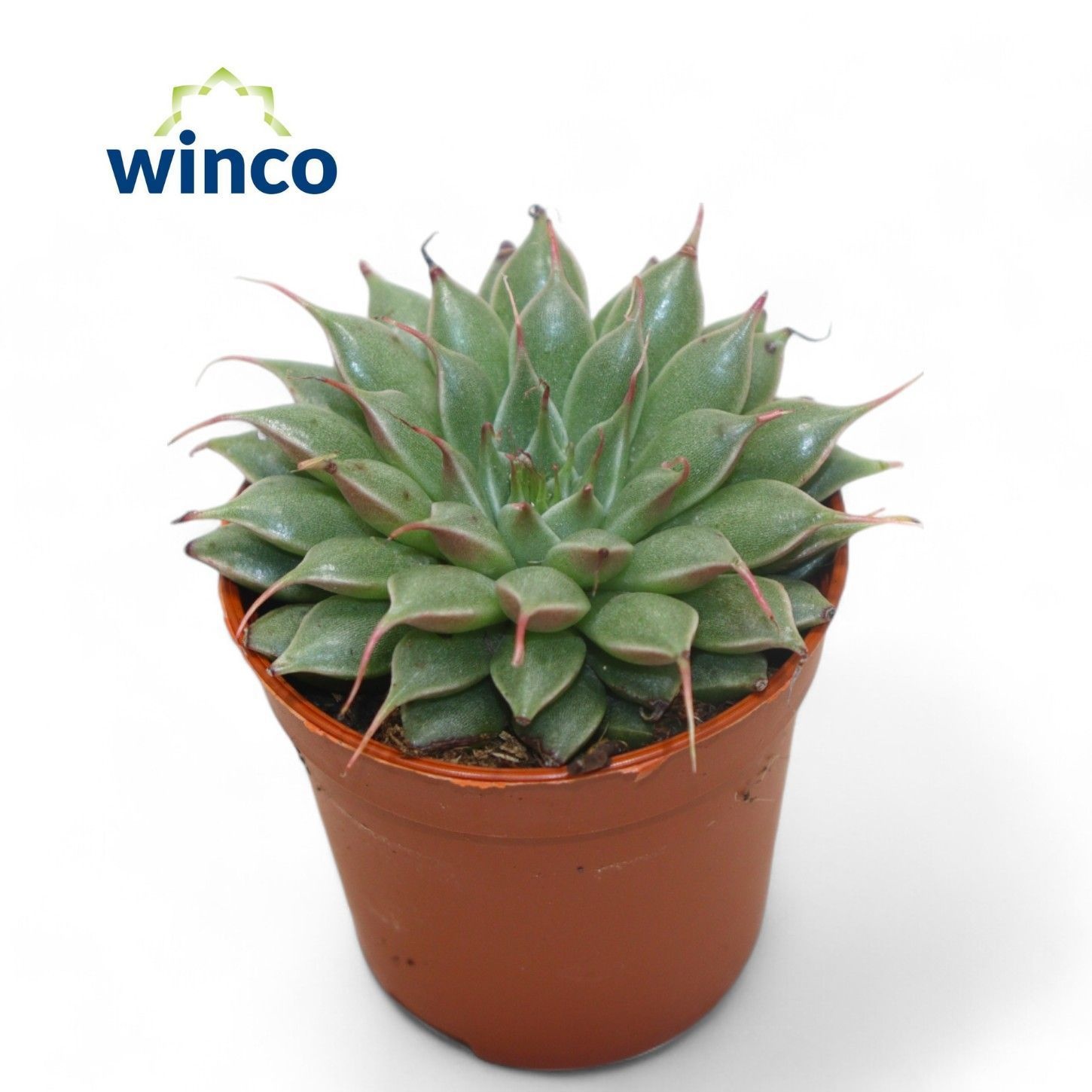 Graptopetalum Feliferum, D 5,5