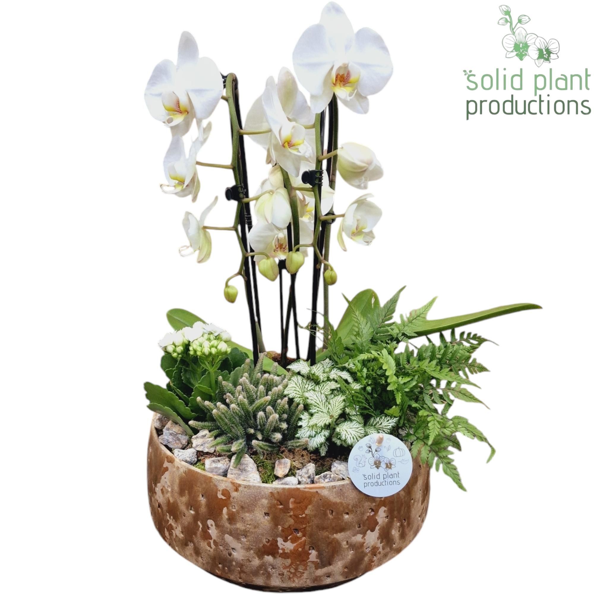 PH104 Sophia Taupe Cascade, D 28