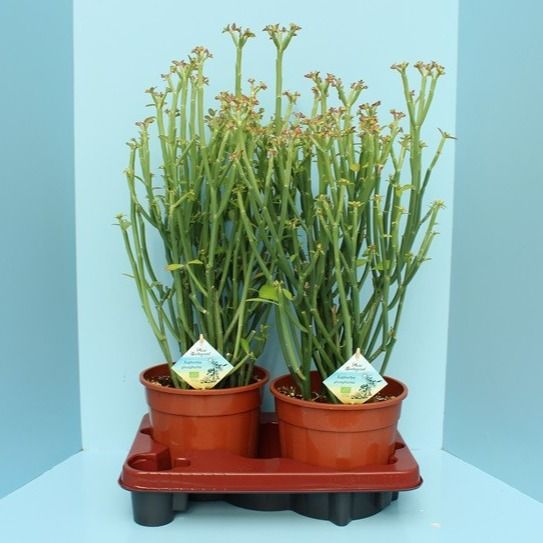 Bio Euphorbia phosphorea 320PH19, D 19