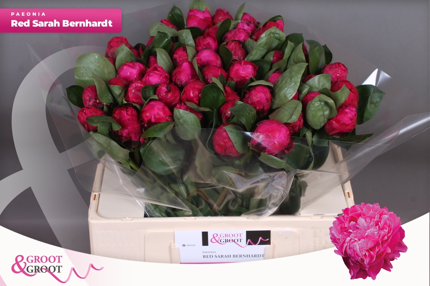 Пион Рэд Сара Бернар 55 (ярко-роз.), шт.