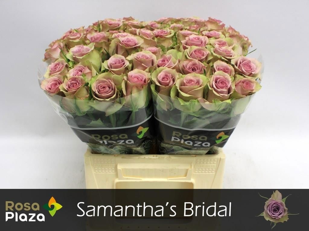 Роза од. Саманта Брайдал 40, шт.