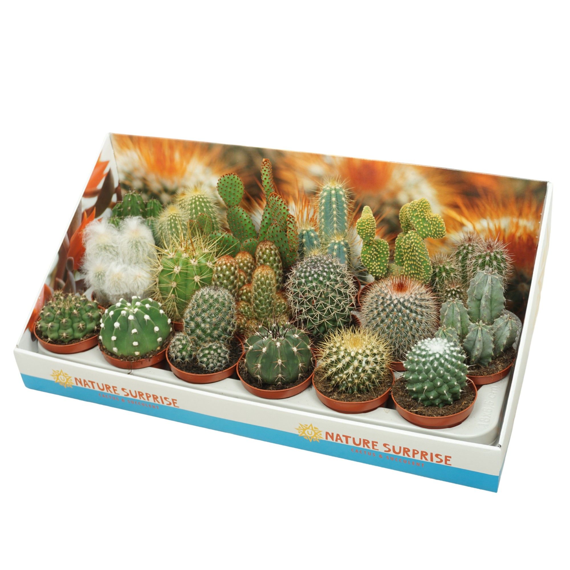 Cactus mix 8,5 cm in presentatiedoos, D 8,5