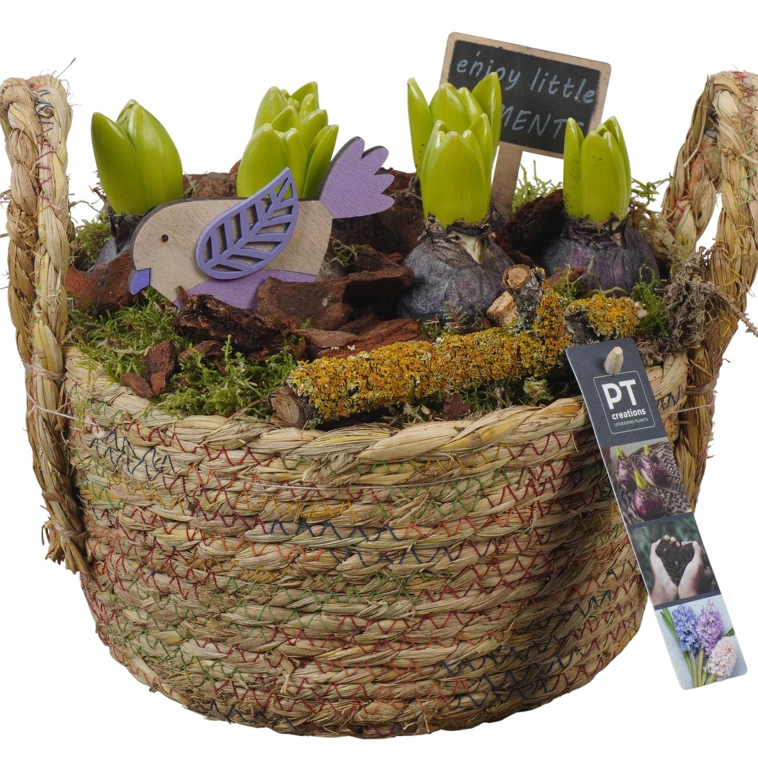 PTHC9156 Arrangement Hyacints in riet mand, D 22