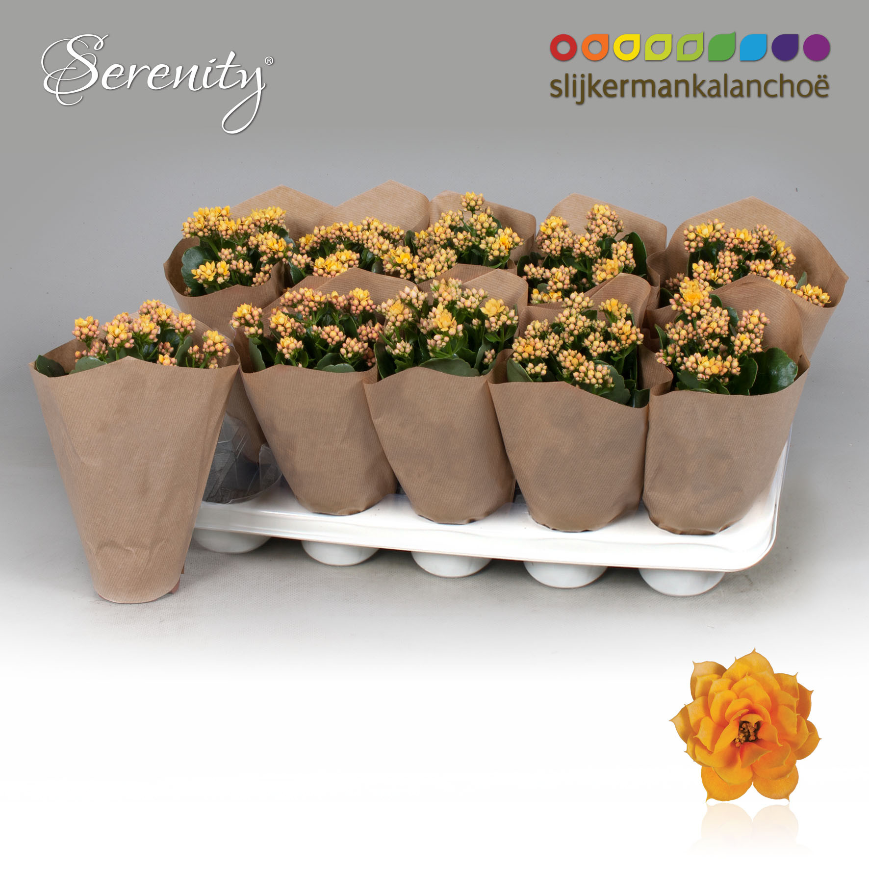 Kalanchoe Papersleeve - Serenity Gold, D 10,5