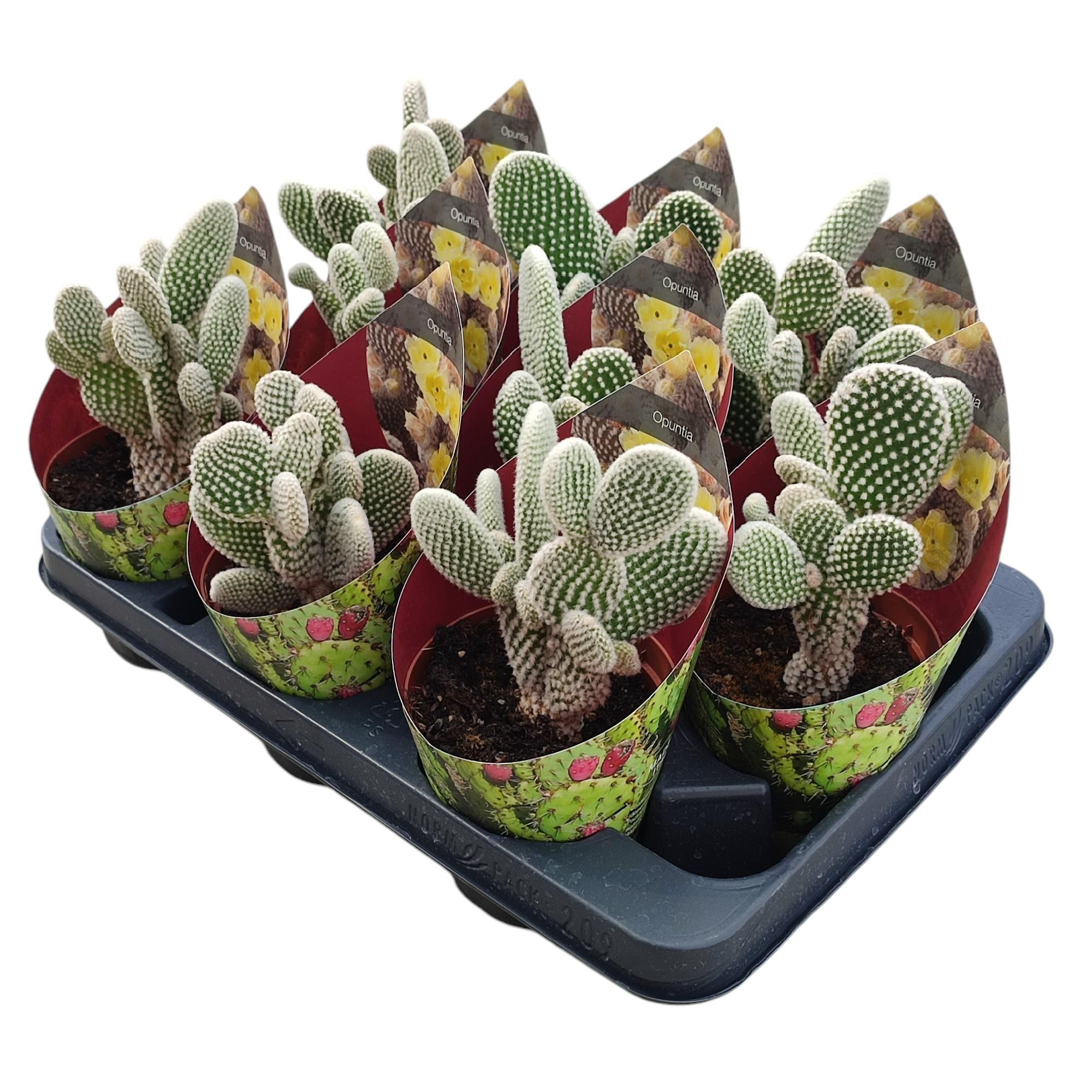 OPUNTIA MICRODASYS ALBATA - POT Ø 10,5 WITH POTCOVER (CACTUS), D 10,5 cm