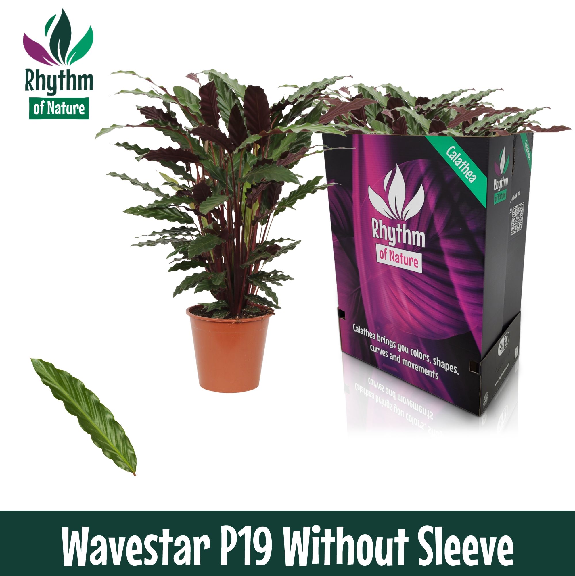 Calathea 19cm Wavestar - Rhythm of Nature zonder hoes, D 19