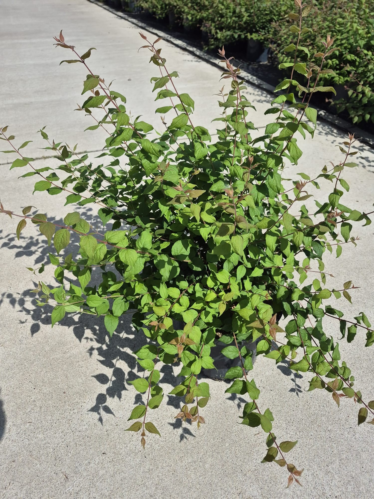 Kolkwitzia ama. Pink Cloud, D 23