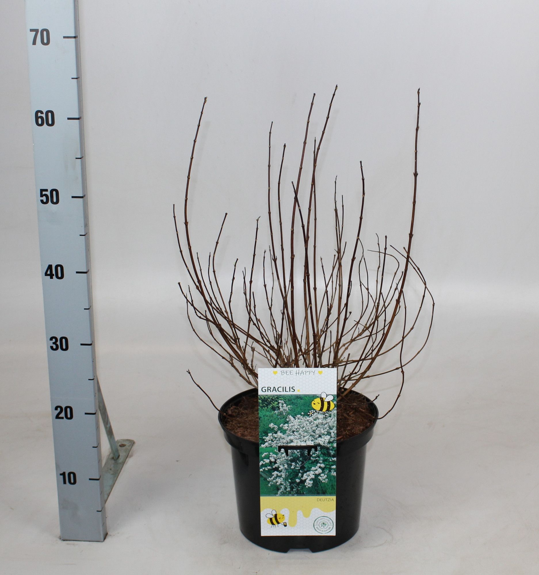 Deutzia gracilis, D 23