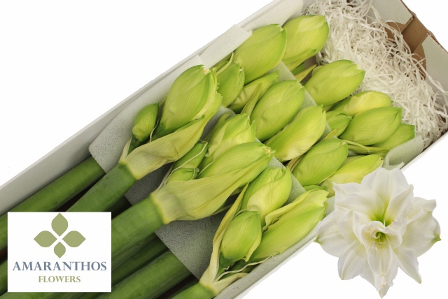 Амарилис Вайт Симфони (бел.) x10, шт.